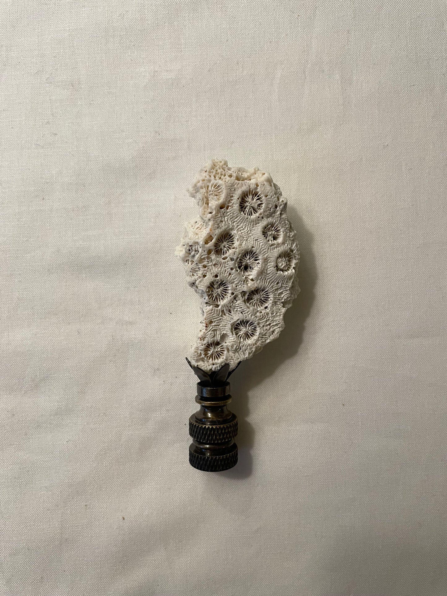 Fossil Coral Finial. Unique and rare!