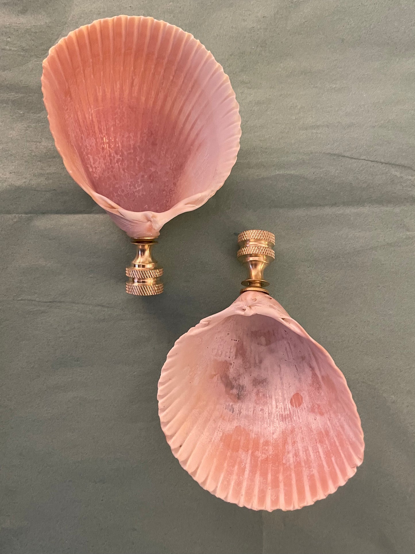 Cockle Seashell Finial. Peachy Pink, Brownish-White. 4 inches.