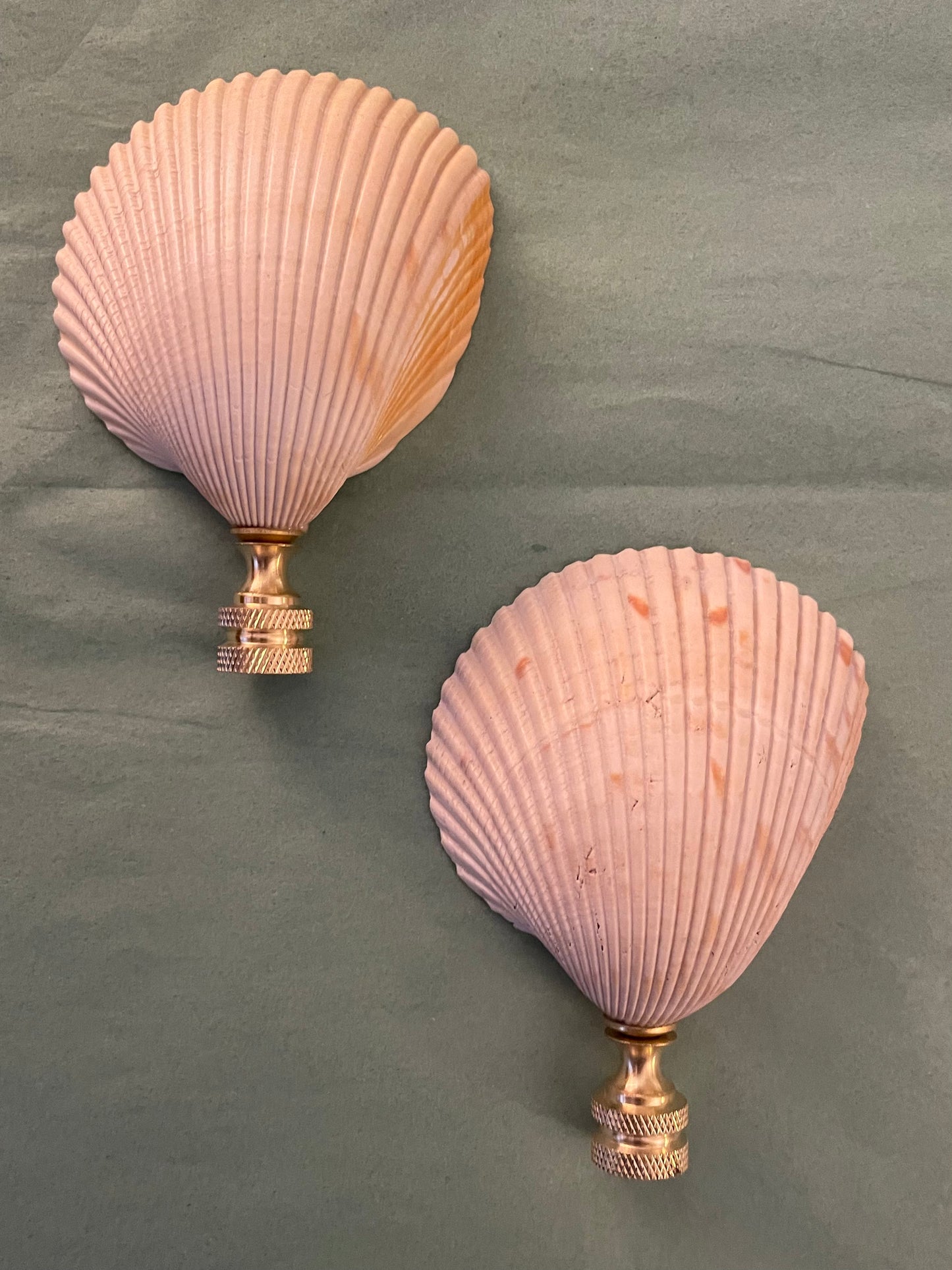 Cockle Seashell Finial. Peachy Pink, Brownish-White. 4 inches.