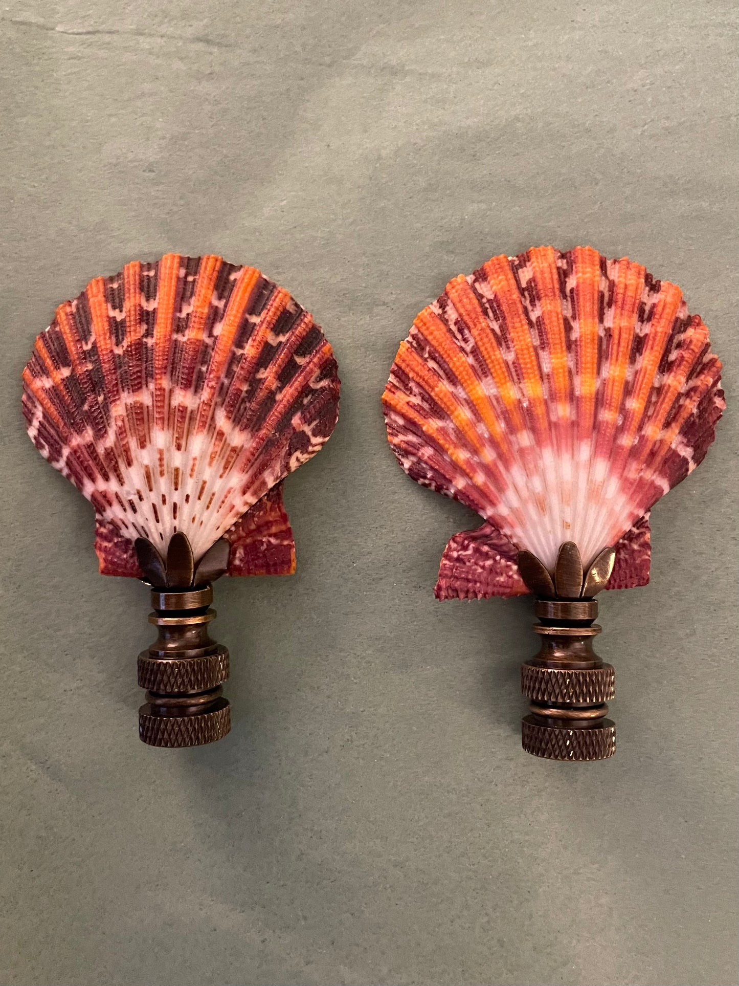 Calico Scallop Seashell Finial. Vibrant Orange and Red. 3 inches.