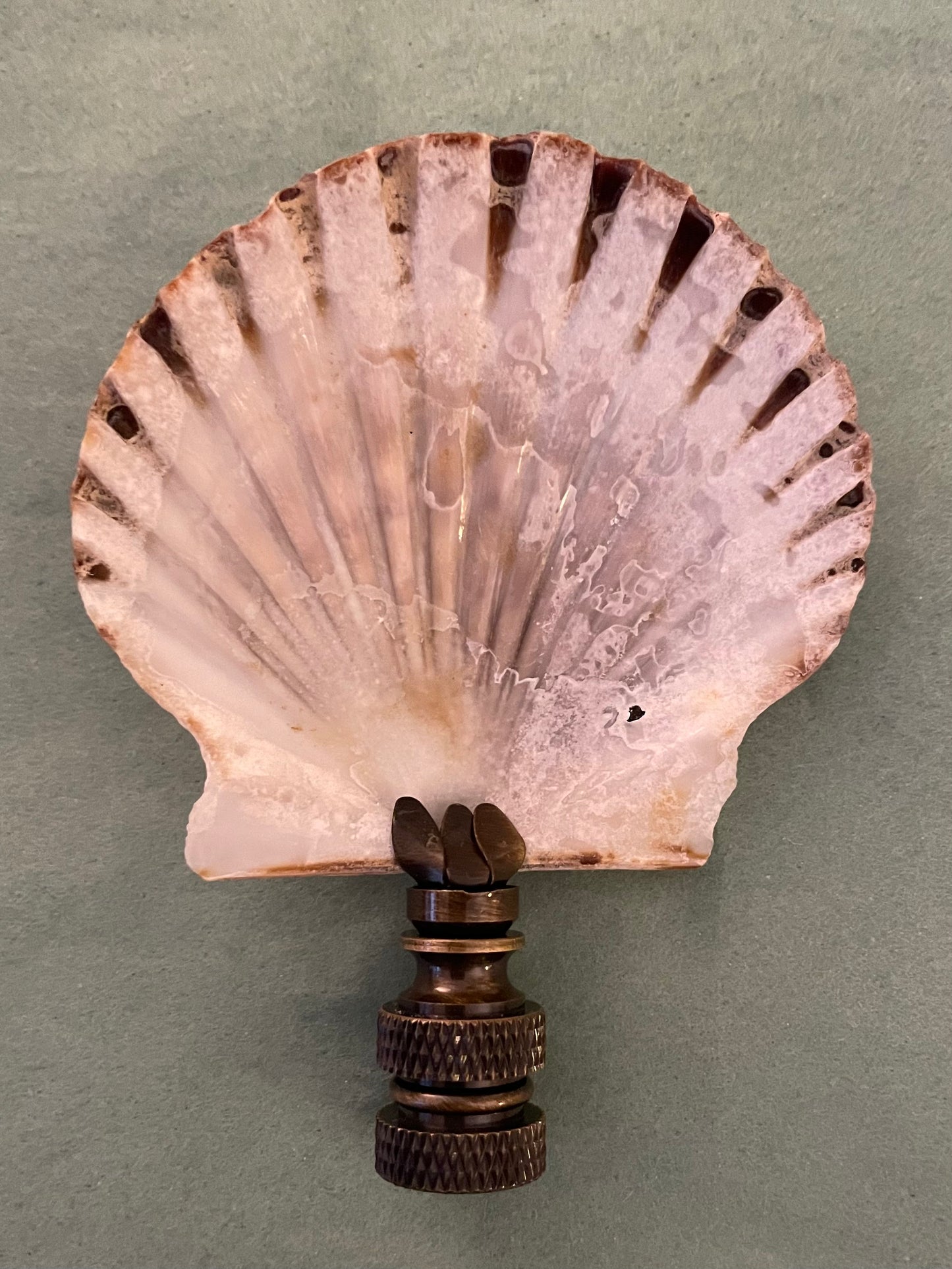 Weathered Gray Scallop Seashell Finial. 3.5 inches. One of a kind!