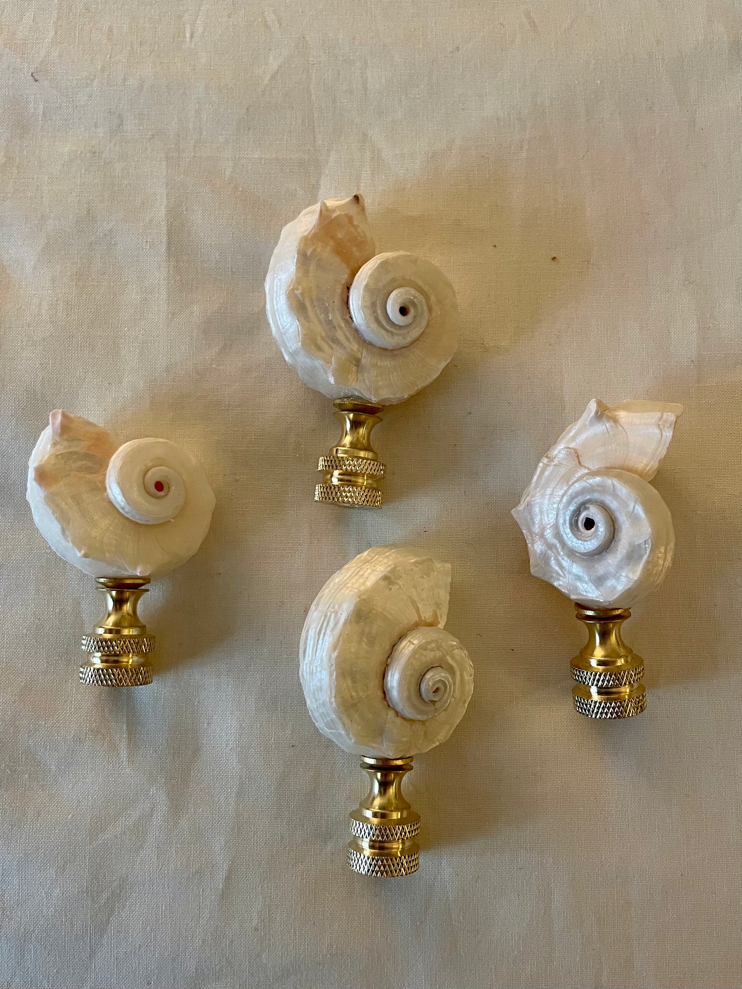 Delphinula Seashell Finial. Pearly White. 2-2.5 inches.